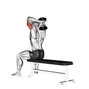 dumbbell seated bench extension